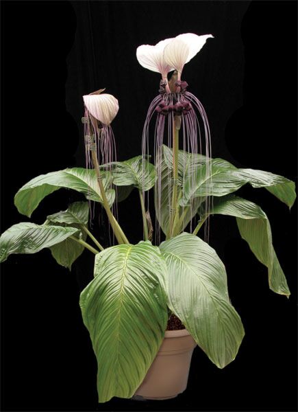 Smuk, blomstrende Hvid flagermusblomst (Tacca integrifolia)